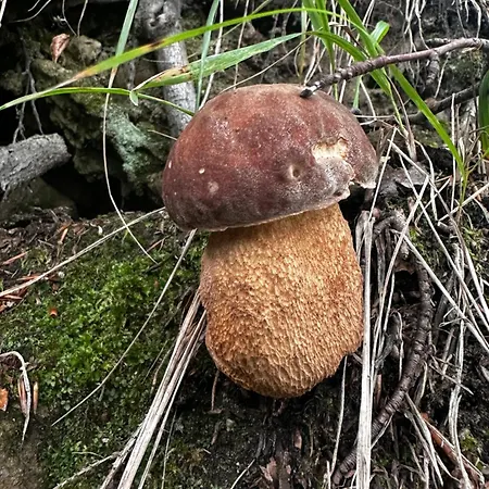 Endorfina Bed & Breakfast Muszyna