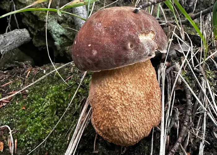 Endorfina Nocleg ze śniadaniem Muszyna